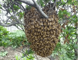 ミツバチ大群