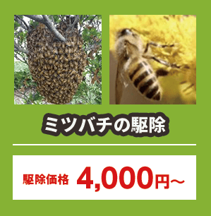 ミツバチの駆除