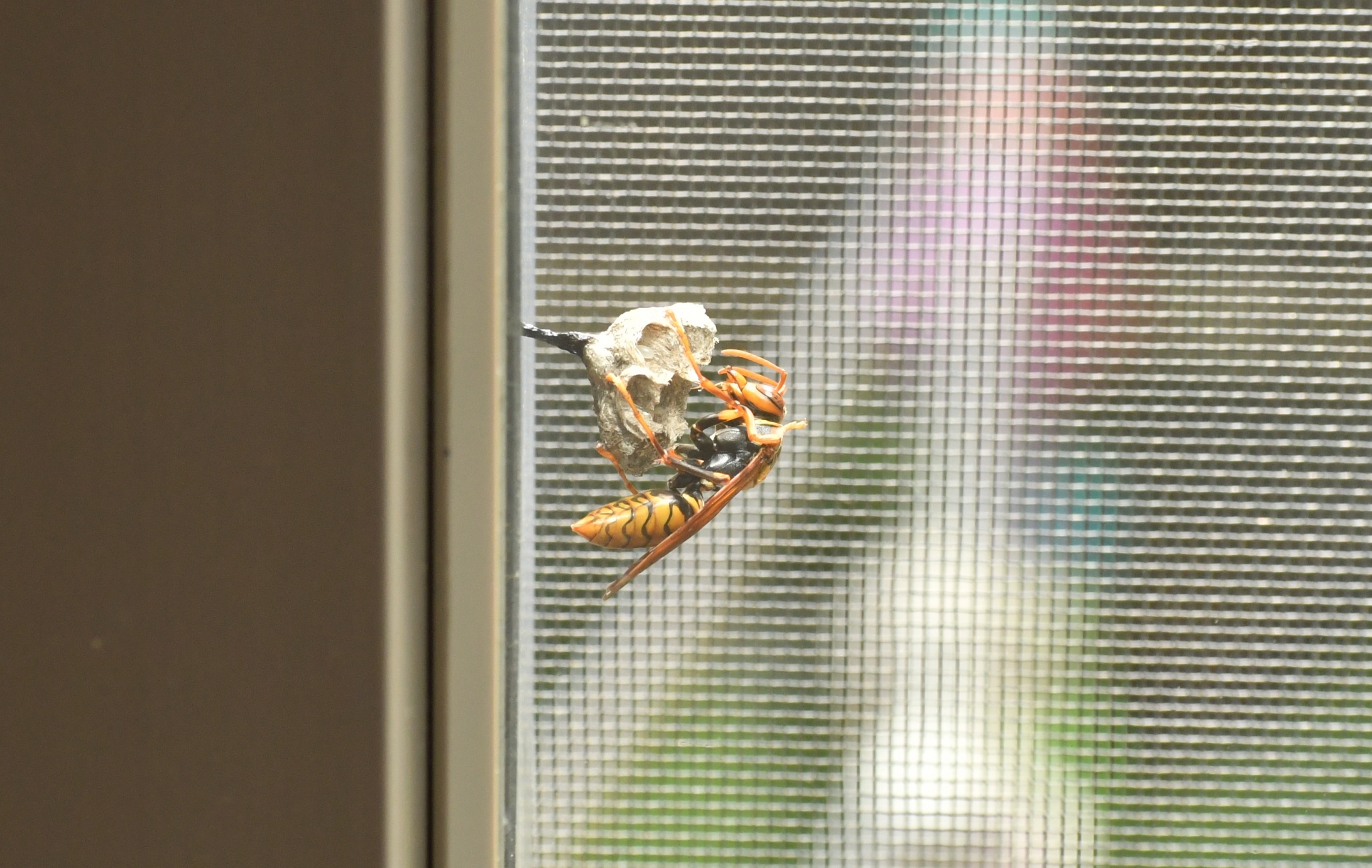 正規通販 ミキロコス スズメバチの巣される前に ハチの巣ガード M-45 ハチ ダミー ハチの巣 蜂の巣 作らせない 蜂駆除 軒下 テント ベランダ 