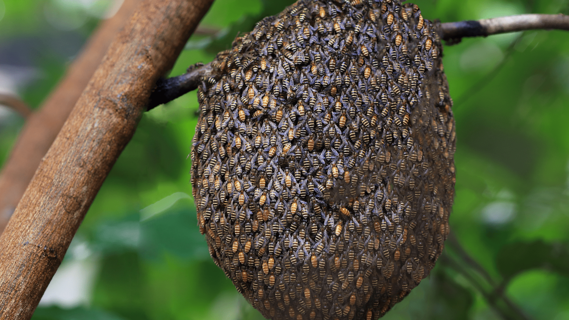 bees-nest-risk