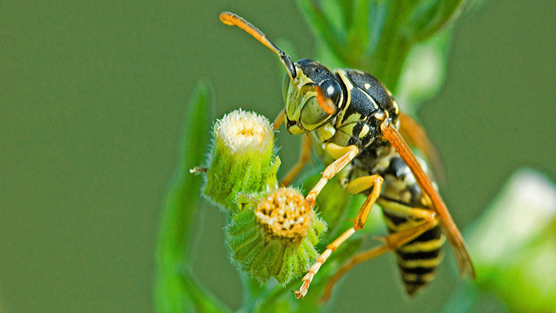 paper-wasp-nest-1