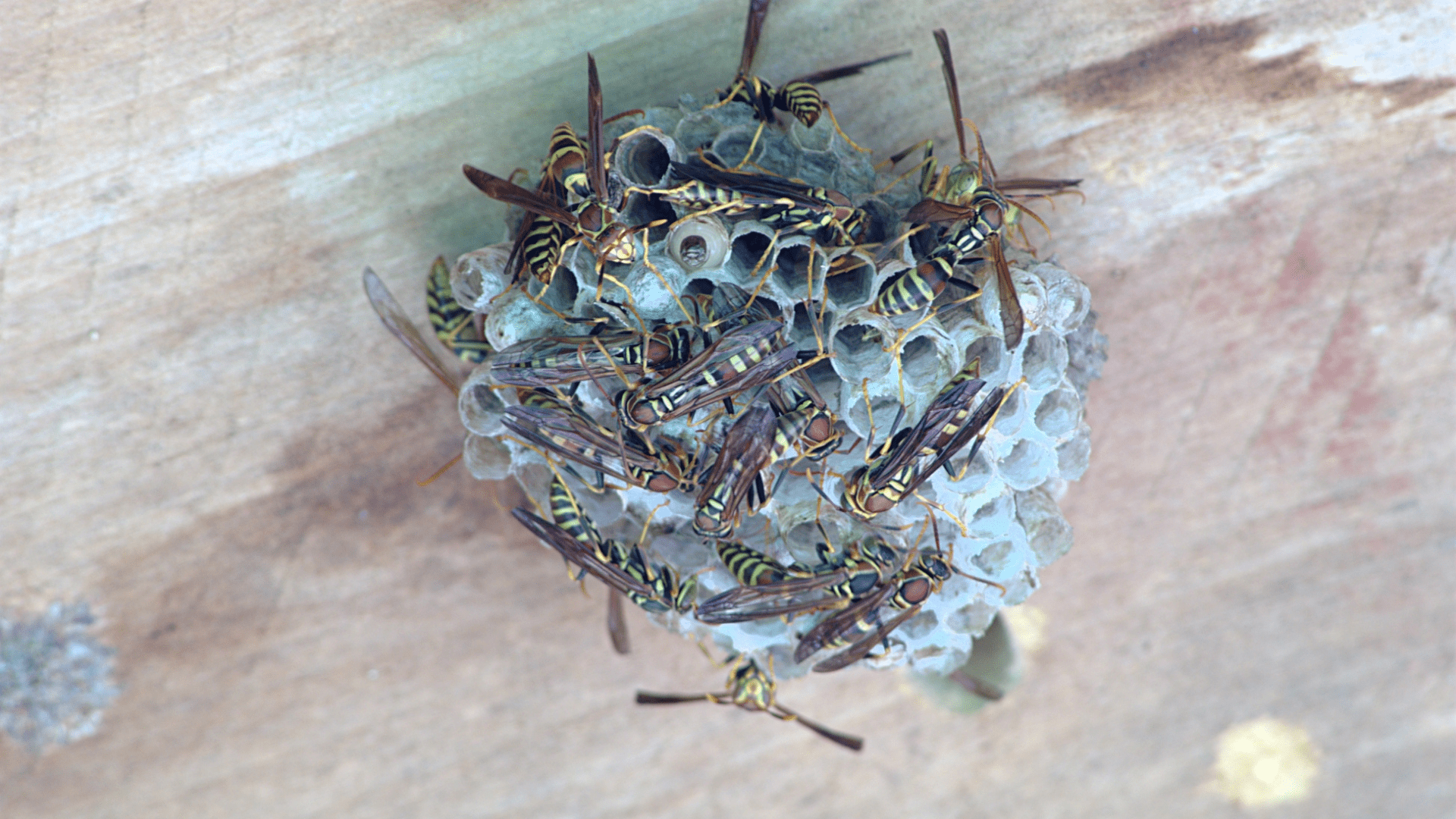 paper-wasp-nest-3